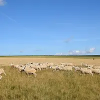 La sècheresse de cet été va peser sur les revenus de 2020. © A. Peucelle