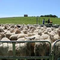 Les coopératives ovines souhaitent accompagner davantage les éleveurs grâce à de nouveaux outils de suivi, qui permettent également de prévoir les sor