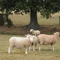 Le projet ReVABio veut mesurer l’impact des techniques d’étalement et de finition sur la viande d’agneau.  © L. Geffroy