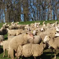 Il faut compter 35 jours de lutte et un cycle de plus pour que les béliers déclenchent les ovulations des brebis. © Ciirpo