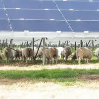 Les panneaux photovoltaïques permettent à l'herbe de continuer sa pousse même en été et pourvoient les brebis en ombre. © E. Mortelmans