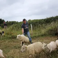 L'agriculture avait disparu d'Hoedic mais l'installation de Samuel Kergal a diversifié l'activité de l'île qui vit essentiellement du tourisme.  © C.