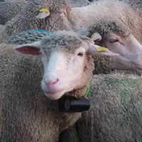 Le collier fabriqué par Géovie est adapté aux brebis et ne pèse que 400 grammes. Le collier est à retravailler selon les éleveurs qui ont noté des irr