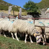 Les basco-béarnaises ont un fort instinct grégaire ce qui permet à Anne-Marie Doumecq de n'équiper qu'une seule brebis par troupeau. Cela s'avère suff