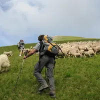L'acquisition de chiens de protection est aidée par la région Auvergne-Rhône-Alpes. © L. Geffroy