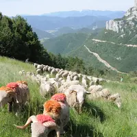 L’étude rappelle que le pastoralisme valorise entre 1,6 et 1,8 million d’hectares. © A. Villette