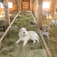 Les éleveurs sont invités à faire recenser leurs chiens de protection afin d'amorcer une sélection génétique. © B. Morel