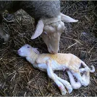 Les infections en début de gestation provoquent de manière différée des avortements, de la mortinatalité ou des malformations congénitales. © GDS 64