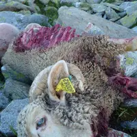 Sur la base de leurs expériences dans d’autres pays où les loups ont toujours été présents, les chercheurs suggèrent que les éleveurs soient autorisés