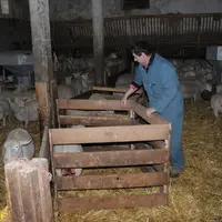 L’astreinte est plus problématique dans les élevages ovins laitiers alors que c’est la pénibilité physique qui pèse le plus aux éleveurs ovins allaita