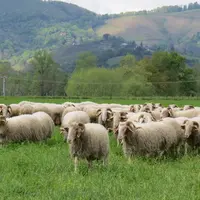 Il faut organiser le pâturage pour baser l’alimentation printanière sur l’herbe. En été, la luzerne, pure ou associée, permet de compenser la baisse d