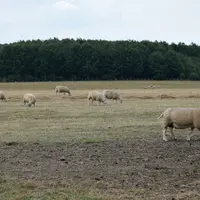 Les moutons partagent une pâture de quatre hectares avec les chevaux. © A. Peucelle