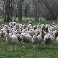 La deuxième édition de Grand Angle Ovin sera 100 % numérique et aura lieu le 4 mai. Treize interventions dresseront le portrait de la filière ovine. ©