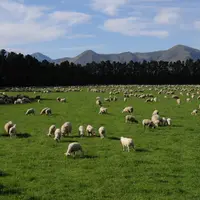 Dans les négociations avec l'Union européenne, la Nouvelle-Zélande cherche de meilleurs conditions d'accès à ces produits laitiers et animaux. © J. Ba