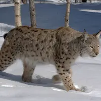 Avec une volonté affichée de réintroduction de lynx, le comité scientifique et le CNPC ont bafoué le travail réalisé par la profession agricole sur le