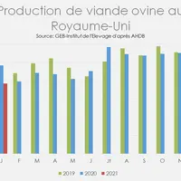Production de viande ovine au  Royaume-Uni  © GEB-Institut de l'Elevage ...