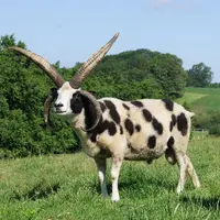 La mutation d’un gène laisse la corne pousser à plusieurs endroits de la tête. Ici, un bélier Jacob. © L. IwonArche Warder