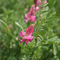 Sainfoin © D. Hardy
