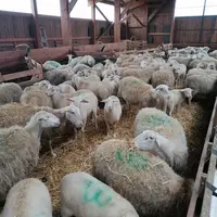 La rusticité de la Limousine lui permet de désaisonner facilement. Une alternative intéressante aux hormones de synthèse. © F. Tahon