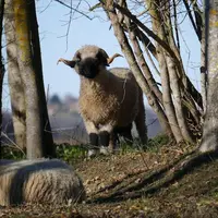 L'association de la brebis Nez Noir du Valais a commencé le processus pour être officiellement reconnue par Races de France. © DR