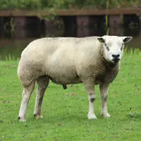 Depuis 2000, Wilco travaille avec des bergers Texel. © H. Riswick