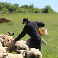 Les médecines complémentaires demandent à l'éleveur davantage de temps d'observation, de mieux connaître le comportement de ses animaux et selon la mé