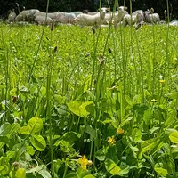 Le plantain, la chicorée ou le sainfoin pourraient avoir des vertus antiparasitaires permettant ainsi de renforcer le système immunitaire des brebis e