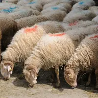 L’Union européenne a reconnu les Pyrénées-Atlantiques, et donc la France, comme étant officiellement indemne de brucellose des petits ruminants. © L.