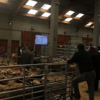 A la différence des marchés au cadran des autres productions animales, en ovin, ce sont les acheteurs et le chef des ventes qui se déplacent de lot en