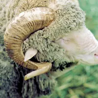 le profil génétique du mouton mérinos se retrouve dans de nombreuses races ovines en Europe et à travers le monde entier. © DR