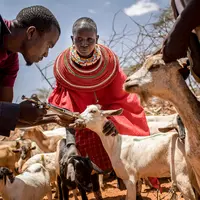 La FAO et l'OIE recommandent que la vaccination contre la peste des petits ruminants soit déployée pendant deux années consécutives, suivie de la vacc