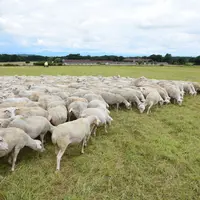 Les différentes régions françaises doivent désormais davantage se concerter pour lutter contre les maladies animales. © D. Hardy