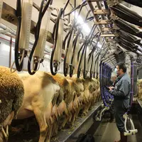 Seul les éleveurs laitiers de la zone de Roquefort peuvent avoir accès au contrôle laitier officiel. L. Baldet © L. Baldet