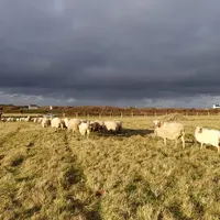 Sans connaissance du milieu agricole, Charlène 26 ans, se lance dans son projet de vie : élever des Manech tête rousse sur l’île d’Ouessant et fabriqu