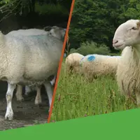 Green Sheep est un programme multifilière (ovin lait et ovin viande) regroupant cinq pays européens pour orienter les pratiques des éleveurs et réduir