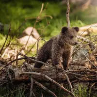 La population d'ours dans le Pyrénées va encore augmenter avec la naissance des trois oursons de l'ourse Sorita.  © J. Ferlic