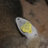 Après plusieurs années sur les oreilles des petits ruminants, les boucles d'identification électroniques restent lisibles et bien accrochées.   © L. G