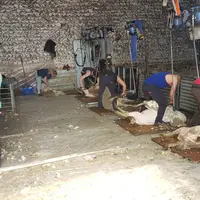 Un chantier de tonte bien organiser permet de conserver une laine de qualité.  © MRE Paca