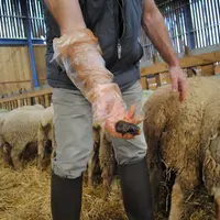 Depuis 2014, le FiBL mène des projets de recherche en parasitologie des ruminants et des porcs dans la Drôme. © Ciirpo