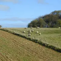 En conventionnel mais encore plus en bio, un atelier ovin apporte de la fertilité au sol et de la trésorerie.  © DR