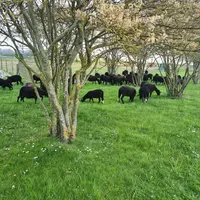 Les brebis Noires du Velay de Terideal passent l'hiver dans les Yvelines avant d'être envoyées sur les chantiers d'écopâturage un peu partout en Ile-d