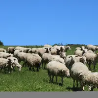 Un temps chaud et humide favorise le développement des strongles. Pour autant, le froid ne les tue pas et les prairies peuvent être déjà infestées en