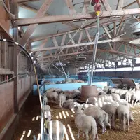 Des couloirs et portes pour faire circuler les agneaux.