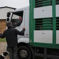 Le ramassage des animaux de ferme en ferme ne doit pas être compté comme une opération de rassemblement selon les syndicats d'éleveurs et de marchés d
