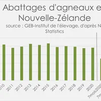 Une baisse des abattages d’agneaux qui pèse sur la production néo-zélandaise