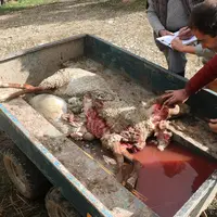 Dans les Pyrénées, certains bergers refusent de réaliser les constats de prédation de l'ours, faussement ainsi les chiffres utilisés par les pouvoirs