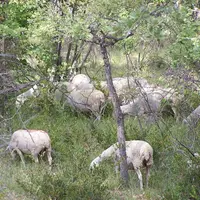 L'Onu reconnaît les bienfaits environnementaux du sylvopastoralisme et du pâturage des ovins dans les vergers.