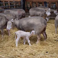 L'agneau doit téter sa mère dans les deux heures suivant sa naissance pour créer un lien avec elle.