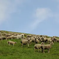 Etienne Moyenin a été averti de la présence du grand prédateur par les aboiements insistants et agressifs de ses chiens de protection.