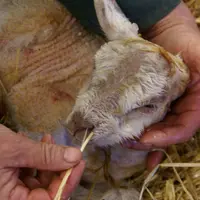 Pour stimuler un agneau nouveau-né faible, on peut lui mouiller la nuque avec de l'eau froide ou lui piquer le nez avec un brin de paille.